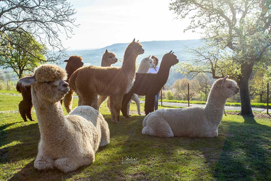 Wandern oder Picknicken mit unseren Alpakas Eseln und Ziegen