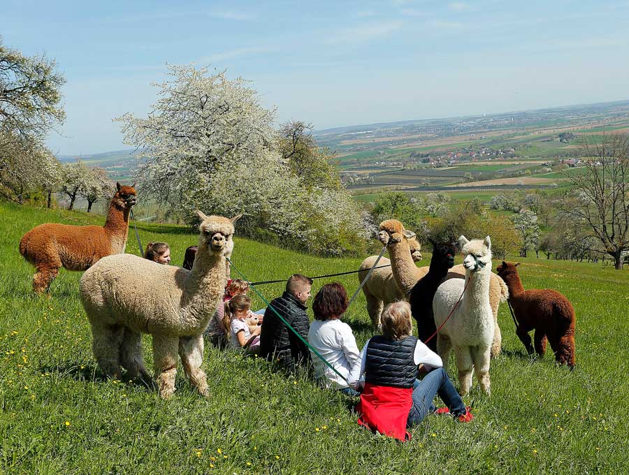 Wandern oder Picknicken mit unseren Alpakas Eseln und Ziegen